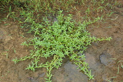 Hydrolea zeylanica